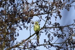 Ring-Necked Parakeet