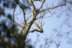 Kestrel