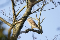 Kestrel