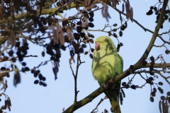 Ring-Necked Parakeet