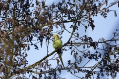 Ring-Necked Parakeet