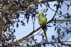 Ring-Necked Parakeet