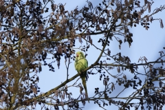 Ring-Necked Parakeet