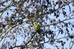 Ring-Necked Parakeet