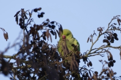 Ring-Necked Parakeet