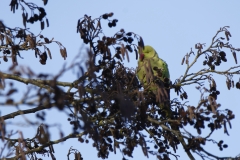 Ring-Necked Parakeet