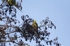 Ring-Necked Parakeet