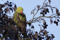 Ring-Necked Parakeet