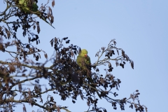 Ring-Necked Parakeet