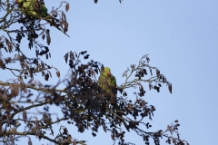 Ring-Necked Parakeet