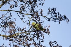 Ring-Necked Parakeet