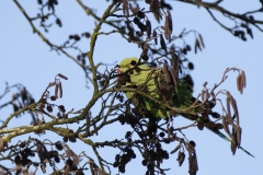 Ring-Necked Parakeet