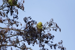 Ring-Necked Parakeet