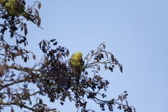 Ring-Necked Parakeet