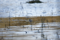 Pied/White Wagtail