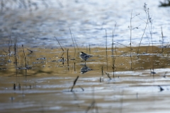 Pied/White Wagtail