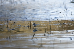 Pied/White Wagtail