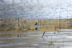 Pied/White Wagtail