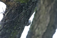 Treecreeper