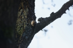 Treecreeper