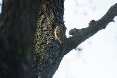 Treecreeper