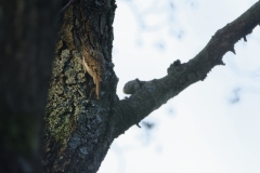 Treecreeper