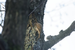 Treecreeper