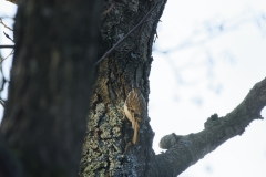 Treecreeper