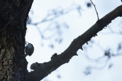 Treecreeper