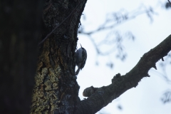 Treecreeper