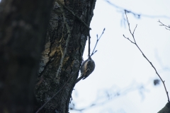 Treecreeper