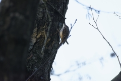 Treecreeper