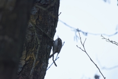 Treecreeper