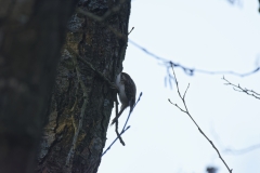 Treecreeper