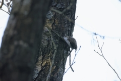 Treecreeper