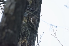 Treecreeper