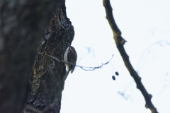 Treecreeper