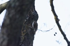 Treecreeper