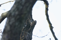 Treecreeper