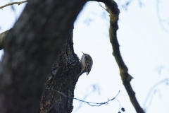 Treecreeper