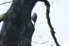 Treecreeper