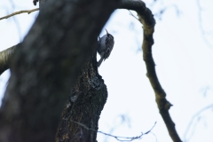 Treecreeper