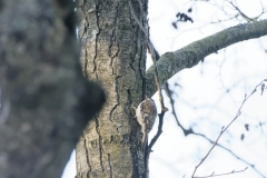 Treecreeper