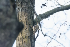 Treecreeper