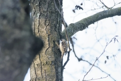 Treecreeper