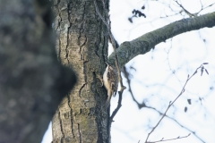 Treecreeper