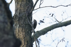 Treecreeper