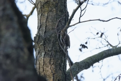 Treecreeper