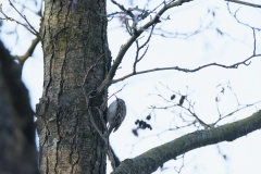 Treecreeper