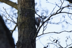 Treecreeper